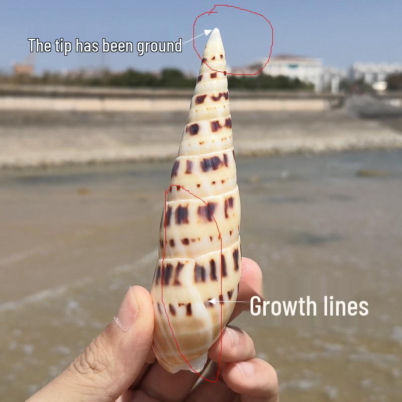 Large Conch Seashell Ornament for Wall Decor, Aquarium Aquascaping, and Sea Sound Collection