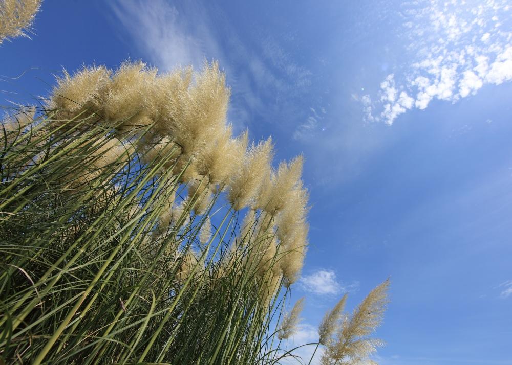 SAFLAX Erba della Pampa Americana - 200 semi - Cortaderia selloana