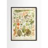 Vintage Antique Book Wall Art Plant Illustration Medicinal Herb Fruit Seaweed Tree Mushroom Canvas Painting Home Decor Gift