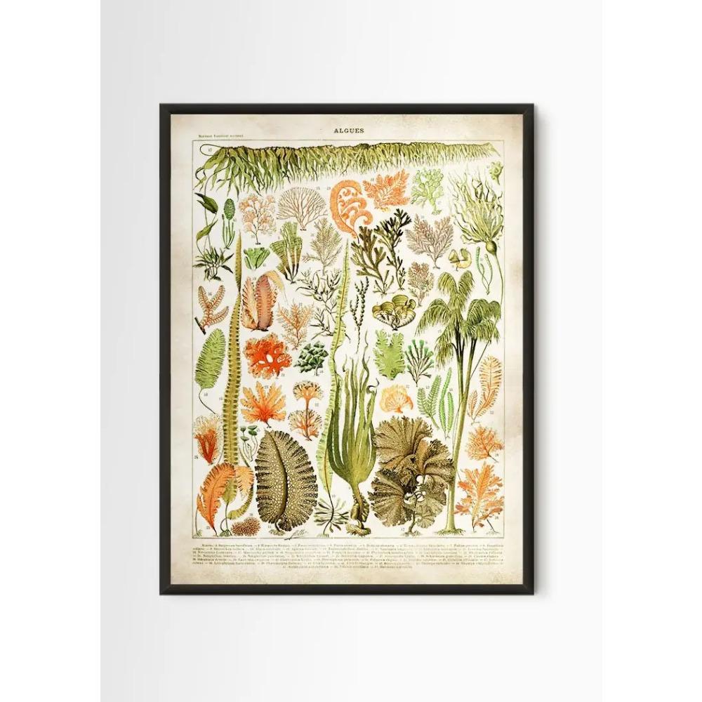 Vintage Antique Book Wall Art Plant Illustration Medicinal Herb Fruit Seaweed Tree Mushroom Canvas Painting Home Decor Gift