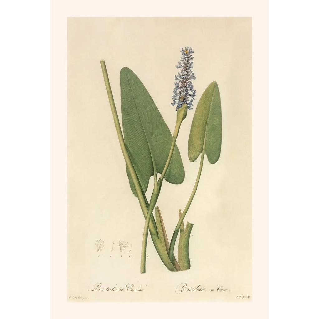 Pósters y Grabados Botánicos Vintage Color Melocotón Lirio de Barbados Crinum Pintura sobre Lienzo Arte de Pared Imagen para Decoración de Habitación Oficina