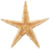 Tokyodo Dried Flowers Starfish 20 Pieces Approx. L3.0~6.0cm FD005064-zzz