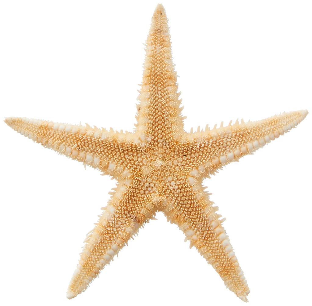 Tokyodo Dried Flowers Starfish 20 Pieces Approx. L3.0~6.0cm FD005064-zzz