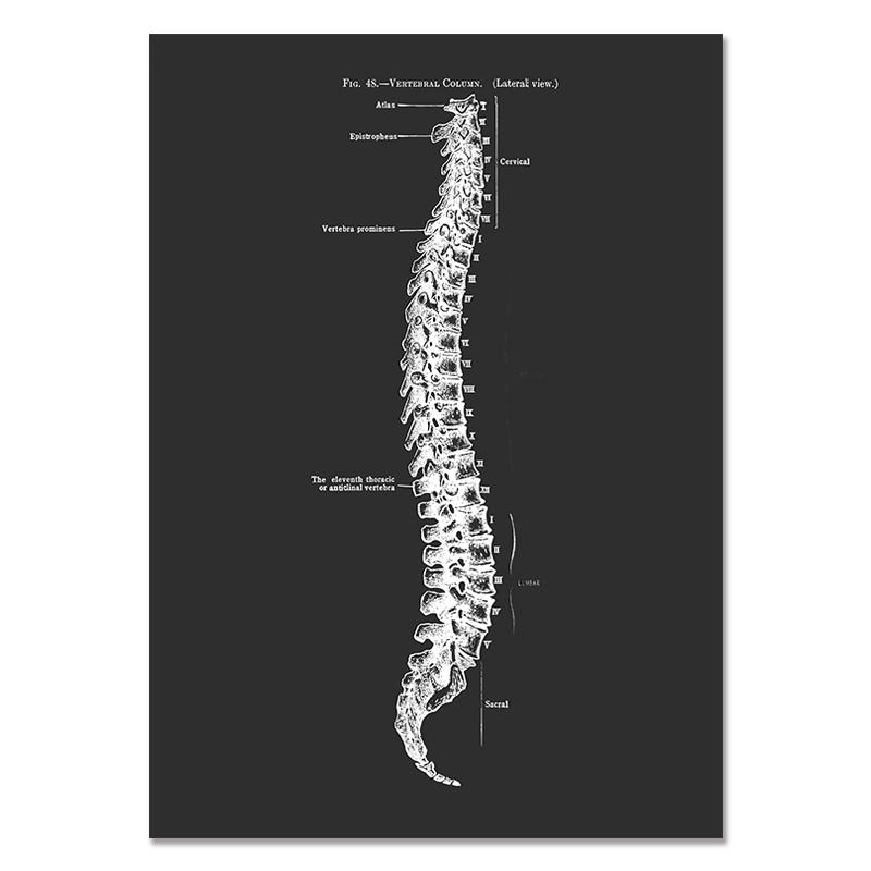 Anatomy Muscle Bone Black and White Canvas Painting Skeleton Organ Wall Art Modern Pictures Posters for Doctor Office Home Decor