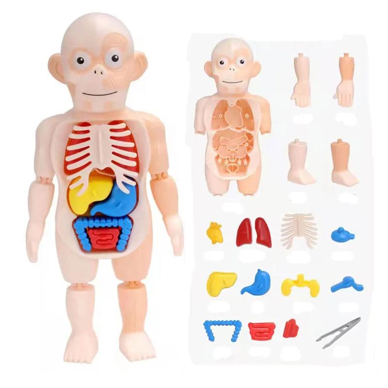 14 ks/sada pro děti, DIY montáž, věda, rané vzdělávání, struktura lidských orgánů, model, lékařské puzzle, hračka, kognitivní učení, dárek, výukové nástroje