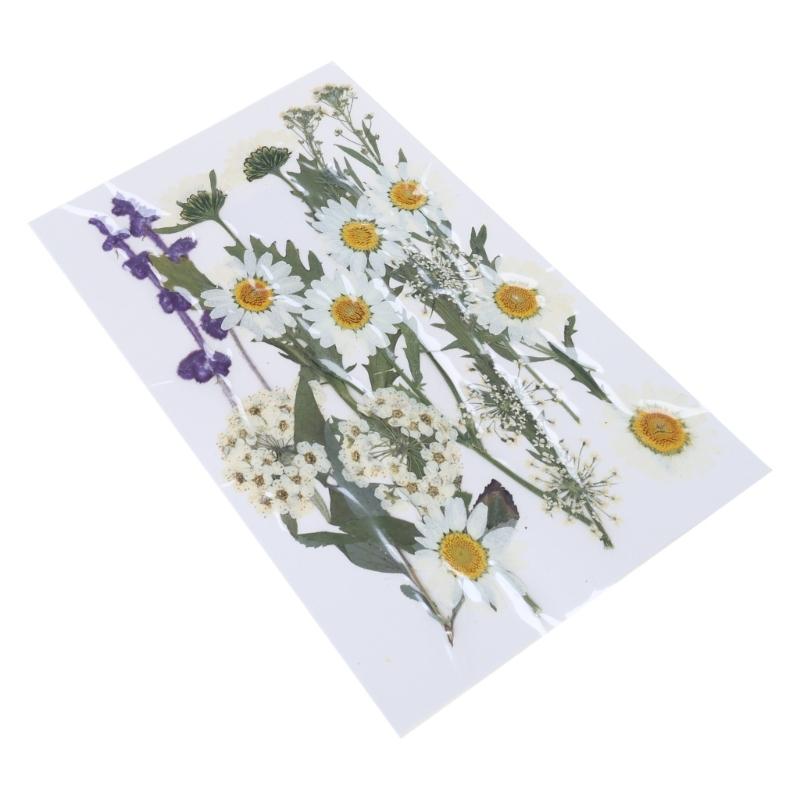 Dried Pressed Flower for Resin Molds Natural Dry Flower Leaves for Art Craft Supplies Scrapbooking Jewelry Making 6XDE