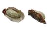 Speed Mao Realistic and Oyster Food Samples Set of 5 Delicious-Looking Models/Food -