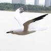 Artificial Seagulls Decors Hanging Ornament Christmas Flying Bird Pendant Seagulls Model Statue for Wedding Parties