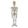 45cm Human Skeletal Model for Medical Teaching and Education