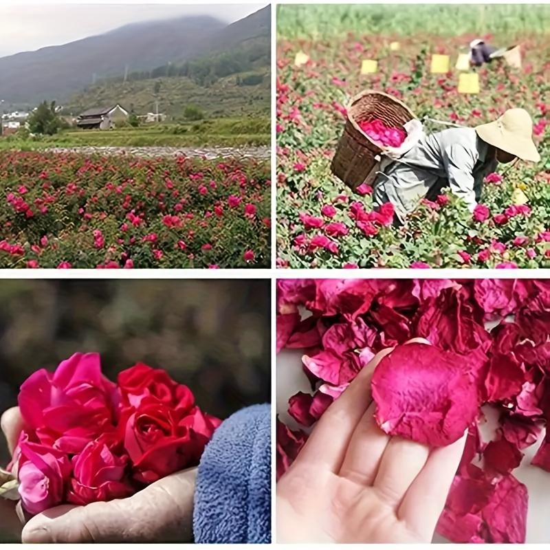 1,76 oz Premium Natürliche Getrocknete Rote Rosenblätter - Perfekt für Hochzeiten, Kerzen- und Seifenherstellung, DIY-Bastelarbeiten