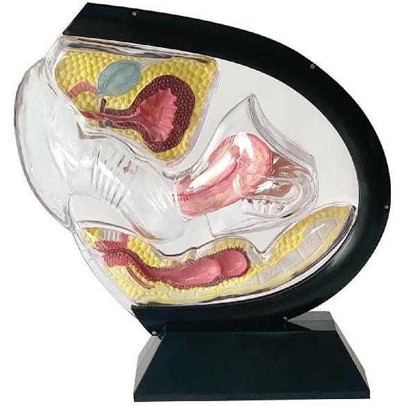 Female Transparent Uterus Anatomical Model, Uterus Model, Pelvis Rectum Teaching Model, for Medical Education and Training(Black)