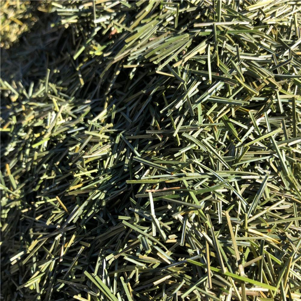 Organic Dried Pine Needle Tea Premium Red Pine Needles Loose Leaf Herbal Tea