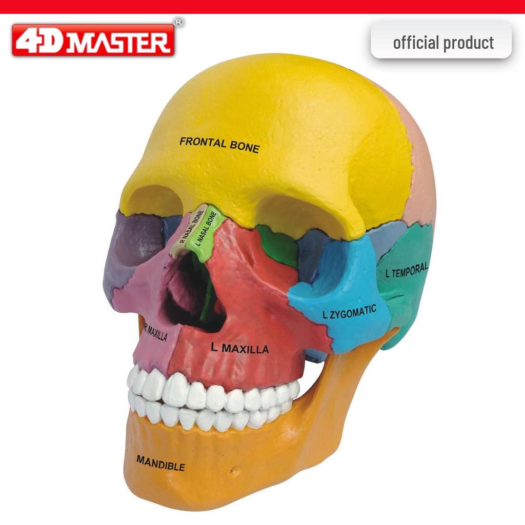 4D Knee Joint Ligament Anatomy Model for Medical Teaching