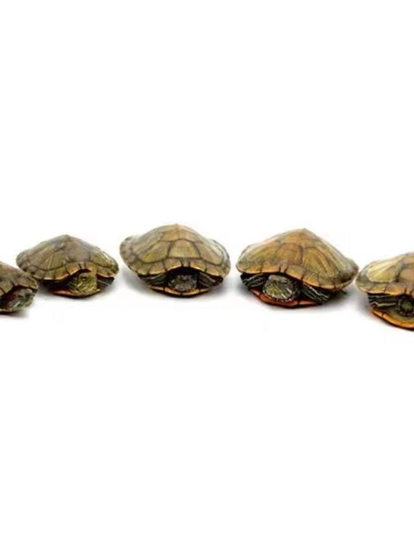 Brazilian Golden-lined Pet Turtle - Internet Celebrity Live Outdoor Pond Turtle