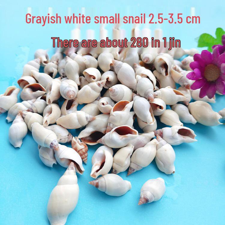 Conch Shells & Starfish for Hermit Crabs: Aquarium Decor & Drift Bottle Accessories
