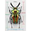 BACALYSO | Nirvana Rainbow Stag Beetle Figure, Lucanidae, 7.3cm, Includes Box, Refrigerator Attachment, Magnetic Ornament, Realistic Adult, Illustrate