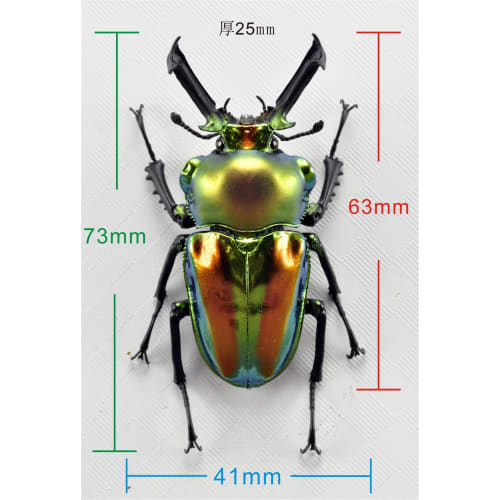 BACALYSO | Nirvana Rainbow Stag Beetle Figure, Lucanidae, 7.3cm, Includes Box, Refrigerator Attachment, Magnetic Ornament, Realistic Adult, Illustrate