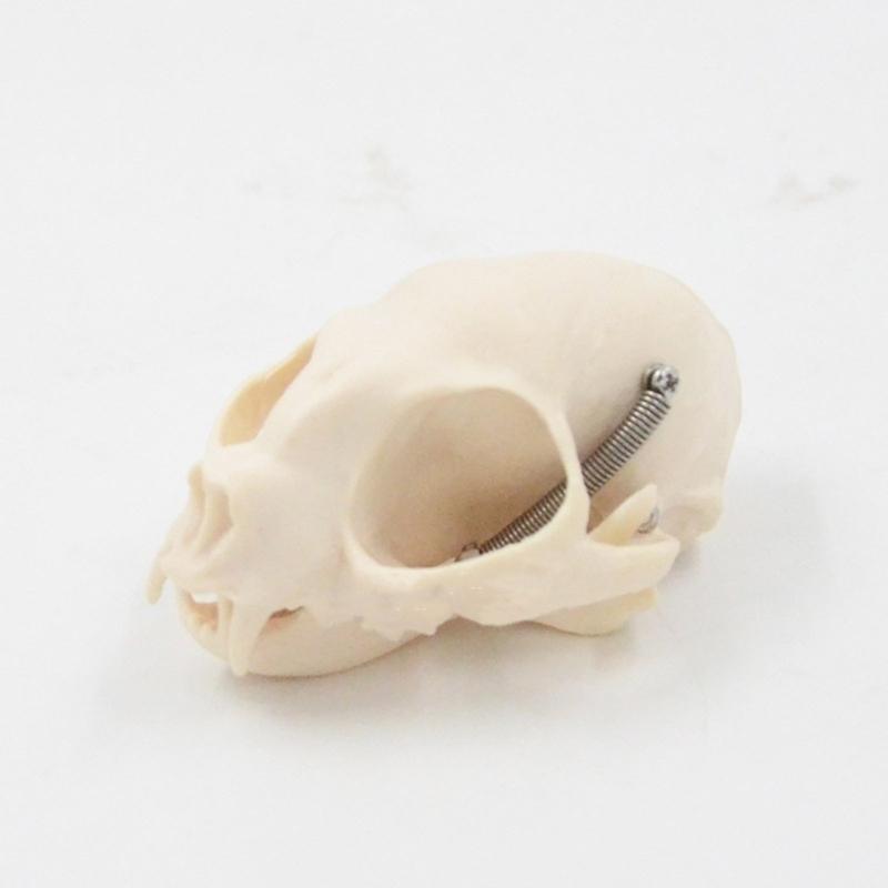 Katzenkopf Anatomiemodell Realistisches Katzenkopf Skelettmodell Tierschädel Anatomiemodell für Bildung Veterinärlehre