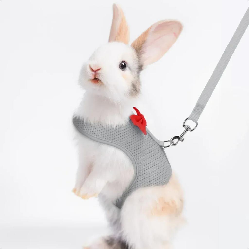 New Stylish and durable adjustable chest back pet lead rope for outdoor walks - Comfort and security for small pets like Golden