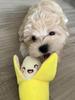 Pet Dog Toys 7-piece Set of Puppy Voice Toys Plush Pet Chewing Plush Fruit Snacks and Vegetables Puppy Toys
