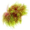 Fake Aquatic Plant Decor For Fish Tank Realistic Aquarium Plants Water-Resistant Durable Artificial Water Grass Decorations