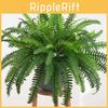 Cordifolia Nephrolepis Plant Wall Decorations Lush Foliage Supplies Homes
