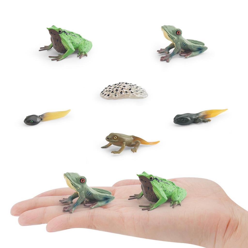 Life Cycle of Frog Toys Montessori Teaching Tools Animal Figurines Toy Biology Model