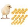 12Pcs Plastic Bird Leg Correctors For Poultry Support And Posture Alignment