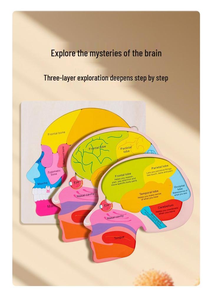 Early Childhood Educational Wooden Puzzle: Multi-layer Body, Brain & Organ Development Toy