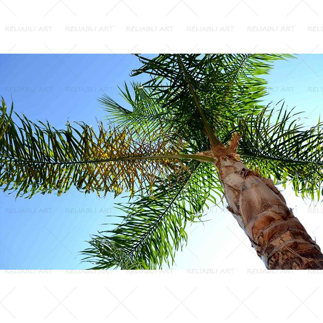 Seaside Beach Palm Tree Coconut Tree Poster Landscape Pictures for Living Room Canvas Painting Prints Modern Home Decor Wall Art