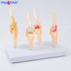 Canine Knee Joint Simulation Model 1:1 - Animal Skeleton Teaching Aid