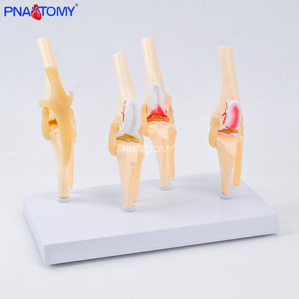 Canine Knee Joint Simulation Model 1:1 - Animal Skeleton Teaching Aid