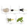 4Pcs/5Pcs Frog Tarantula Butterfly Bee Animal Growth Observation Model Toys