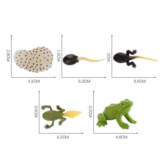 4Pcs/5Pcs Frog Tarantula Butterfly Bee Animal Growth Observation Model Toys
