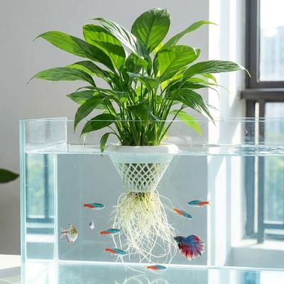 Bahçe Saksıları ve Kutuları – Fide viyolleri