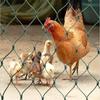 2.4x20/50M Chicken Net Chicken Fence Mesh Outdoor Bird-Proof Net Floral Netting for Gardening Poultry Fencing Fruit Climbing Net