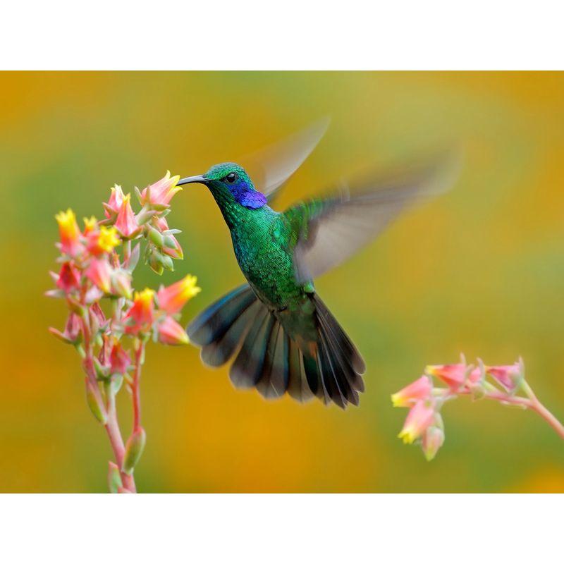 5D Diamond Painting Flower Bird Rhinestone Kit Diamond Embroidery Animal Cross Stitch Diamond Mosaic Home Decor