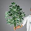 Plastic Material Fake Palm Plants Large Size Plastic Shrub Leaves  For Outdoor Decor