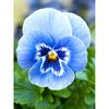 5D DIY Diamond Painting Full Round Drill Flower Cross Stitch Kit Mosaic Diamond Embroidery Rose Wall Art Home Decoration