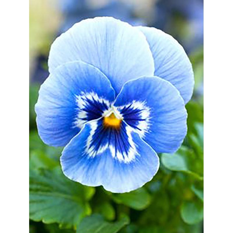5D DIY Diamond Painting Full Round Drill Flower Cross Stitch Kit Mosaic Diamond Embroidery Rose Wall Art Home Decoration