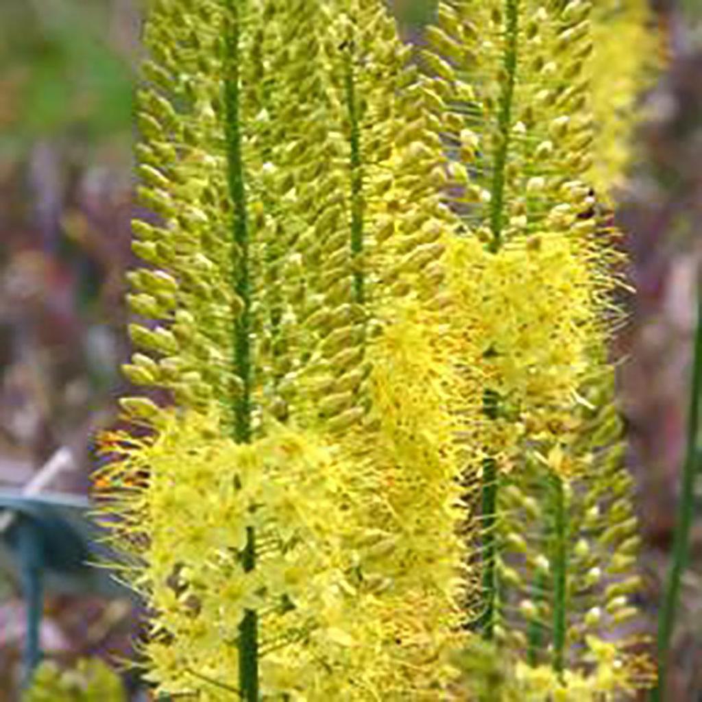 Garden 100 PCS Eremurus Seeds Foxtail Lily Bulbs Hardy Perennial Ornamental Plant