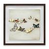 Ian Winstanley Array Of Butterflies Wood Framed Plaque