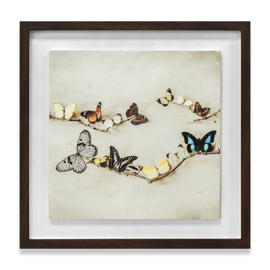 Ian Winstanley Array Of Butterflies Wood Framed Plaque