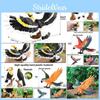 Wildlife Animal Model Solid Plastic Parrot And Hornbill Figures For Gift Kids