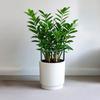 Plant Stand Rustproof Garden Plant Support Climbing Frame Durable Iron Plant Holder for Tomatoes Peonies Balcony Office Yard