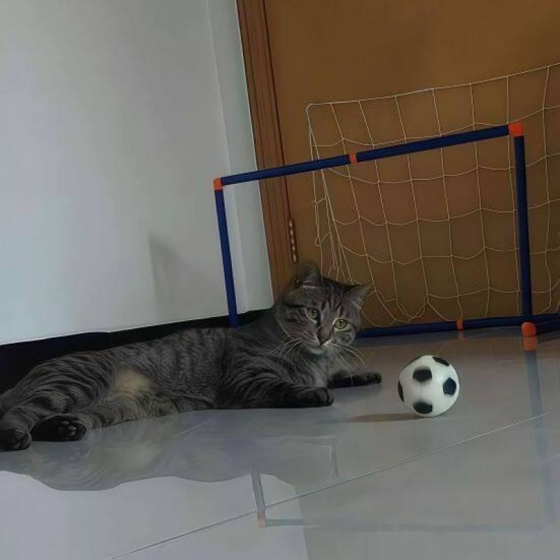 Weltcup Sprungkatze Neckspielzeug - Selbstunterhaltender Beißball für Katzen