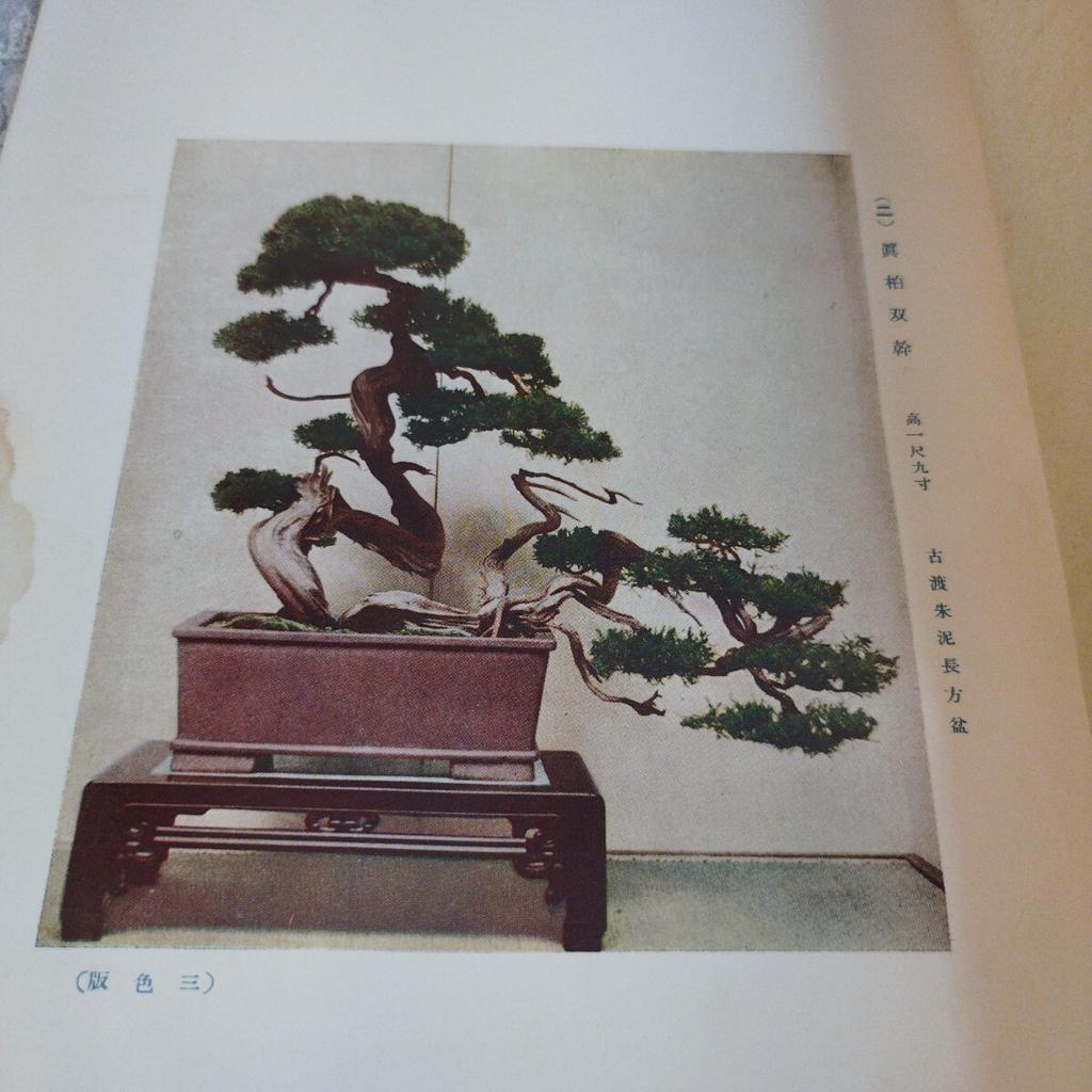[USED] Antique Book Watanabe Family Bonsai Exhibition Catalog Japan Vintage Japan Store