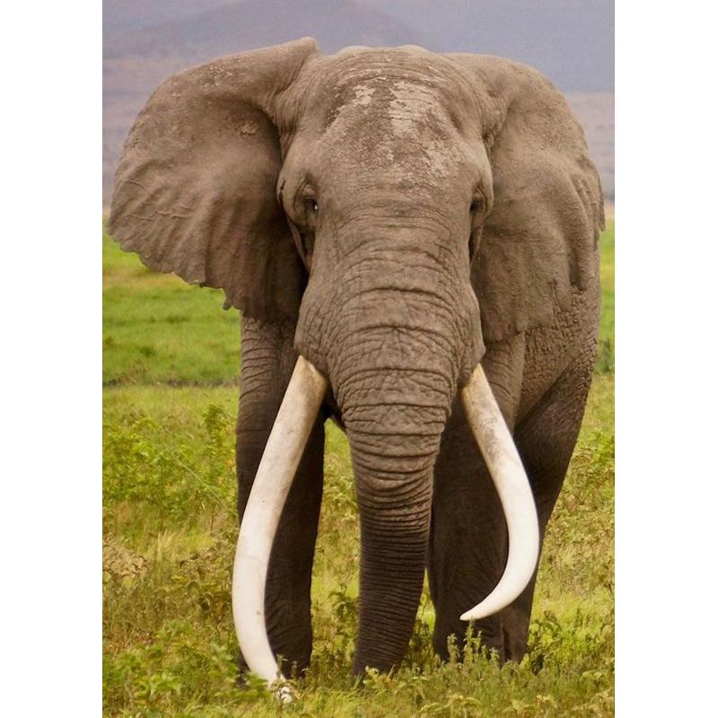 DIY 5D Diamant Malerei Tiere Elefant Stickerei Kreuzstich Kit voller Rundbohrer Mosaik Wand Kunst Harz Geschenk Home Decor