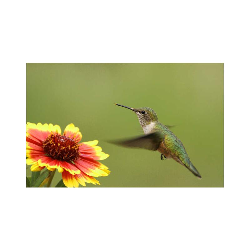 Posters and Prints with Hummingbird, Canvas Painting, Birds, Animals, Cuadros, Wall Art Paintings for the Living Room, Modern Home Decor,