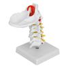 1:1 Human Cervical Vertebra Arteria Spine Spinal Nerves Anatomical Model Anatomy for Science Laboratory